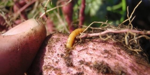 Kako se nositi sa žicom na krompiru